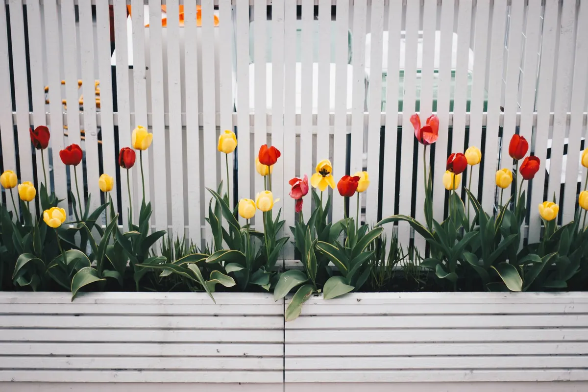10 Common Tulip Growing Mistakes UK Gardeners Make and How to Avoid Them