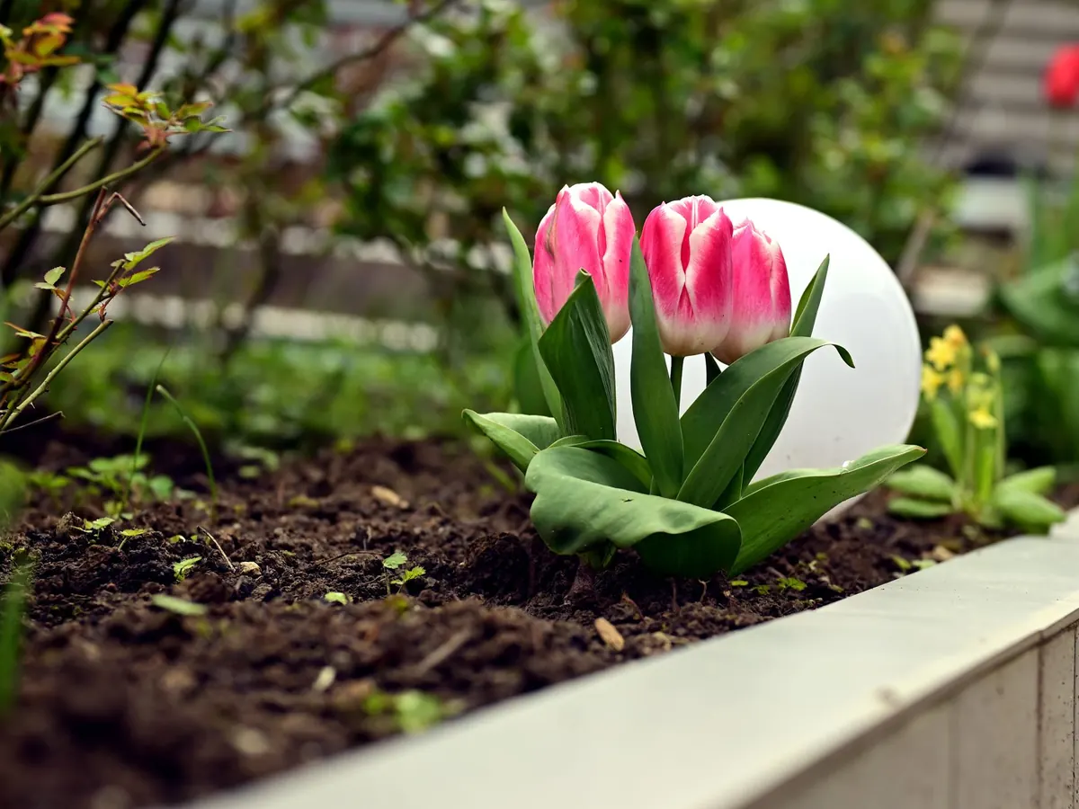 A Checklist for Planting Tulips in Borders: Soil, Depth, Spacing and Protection