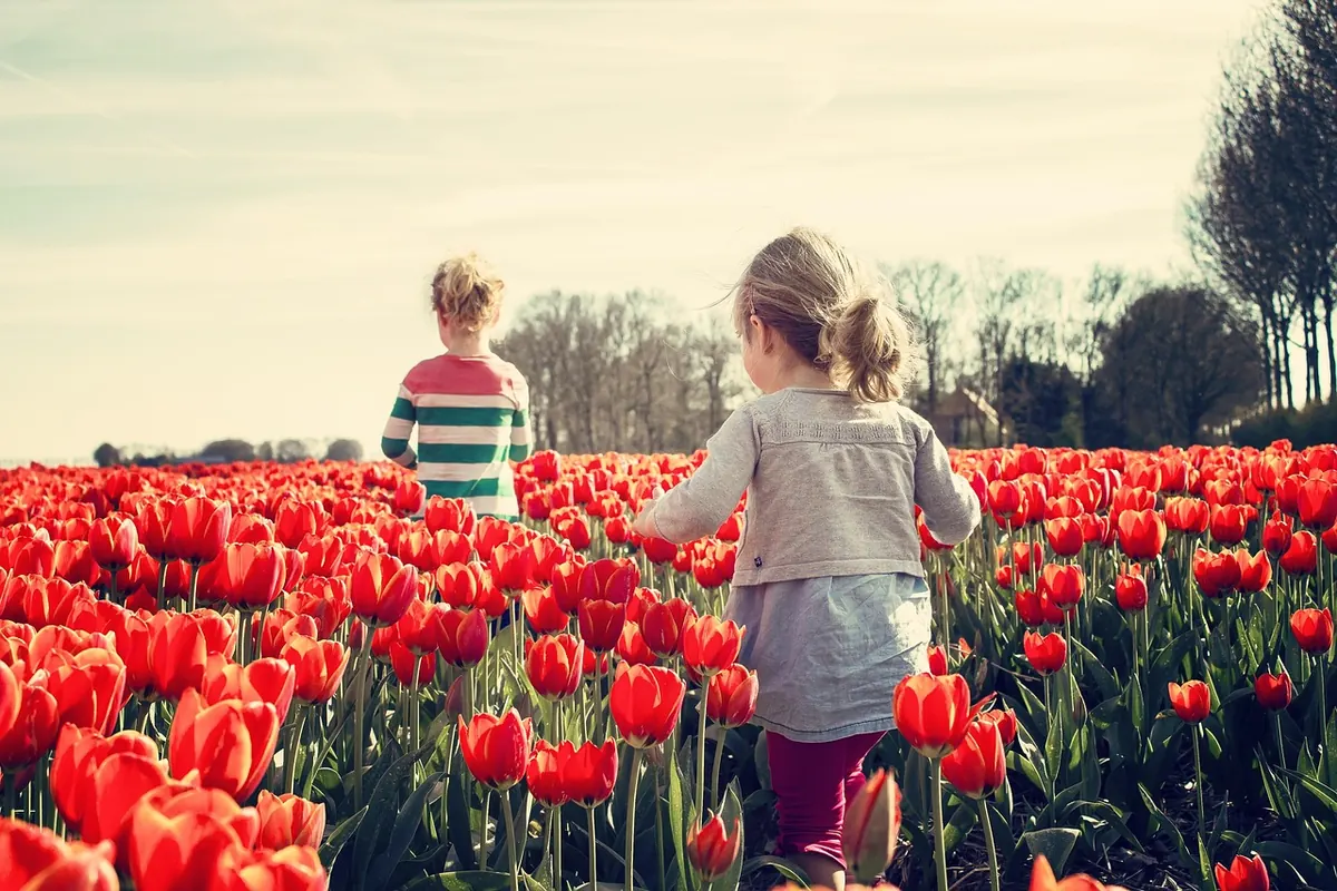 Best Tulips for Containers: A Comparison of Short, Sturdy and Showy Varieties