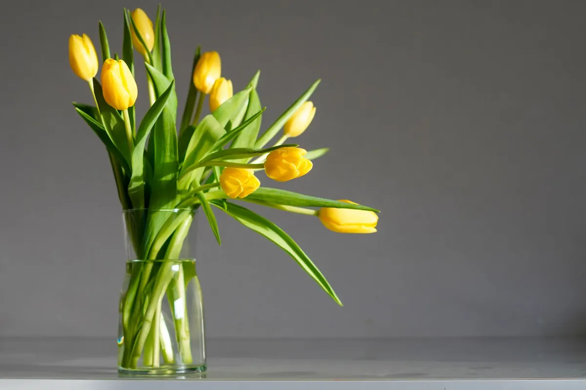 How to Force Tulips Indoors for Winter Colour: A Step-by-Step Guide