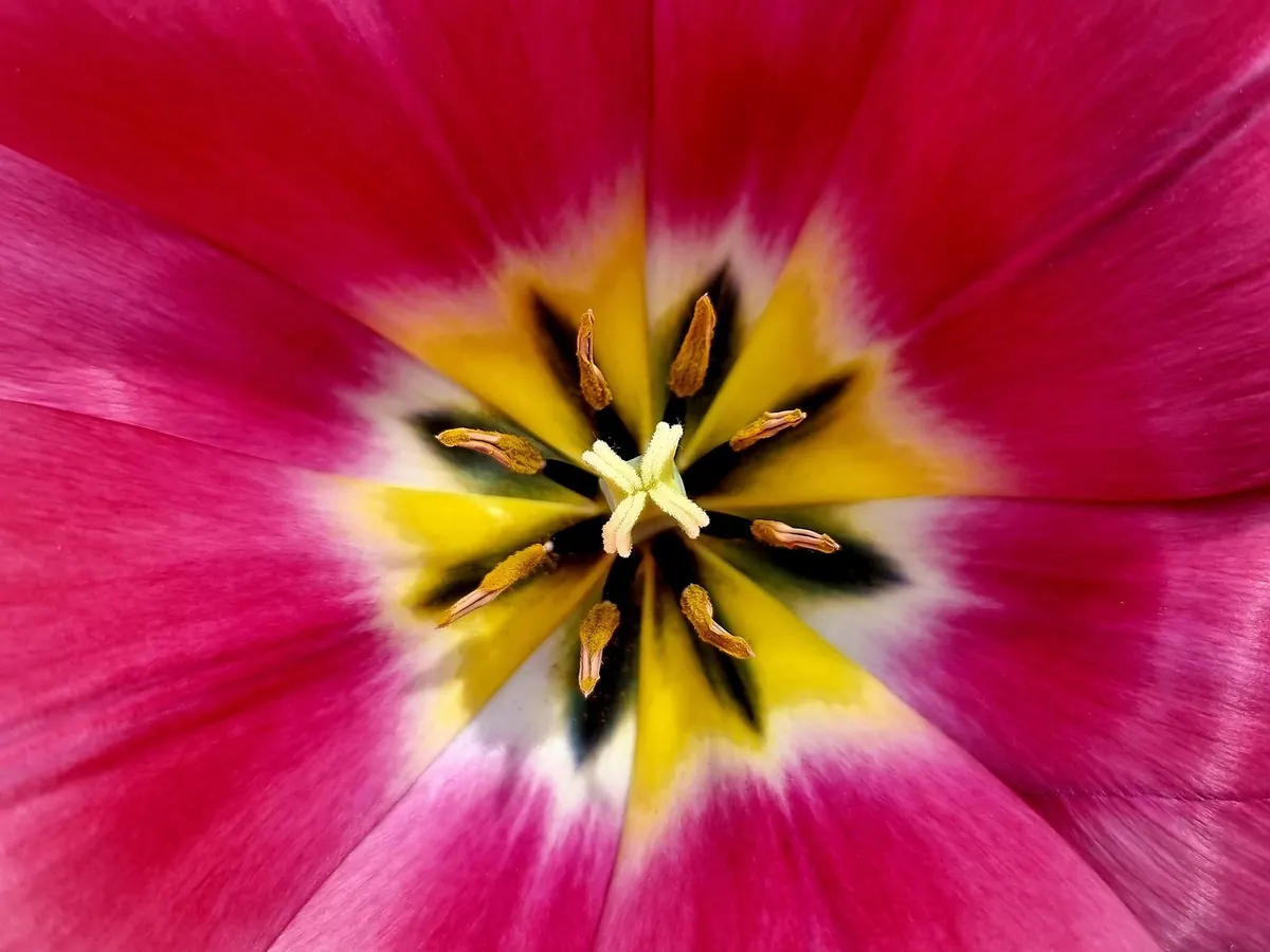 Species Tulips vs Hybrid Tulips: Which Should You Grow?