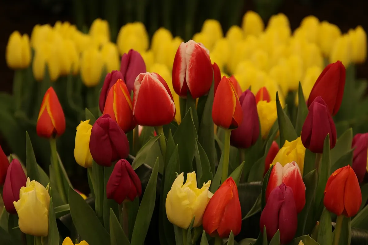 The Best Tulip Festivals and Flower Shows in the UK: A Seasonal Guide