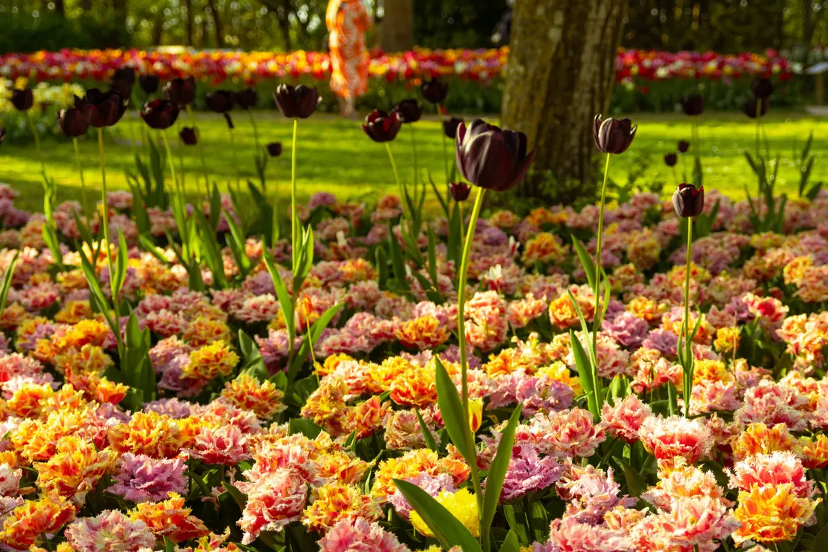 Tulip Garden Design: How to Layer Bulbs for a Longer Spring Display